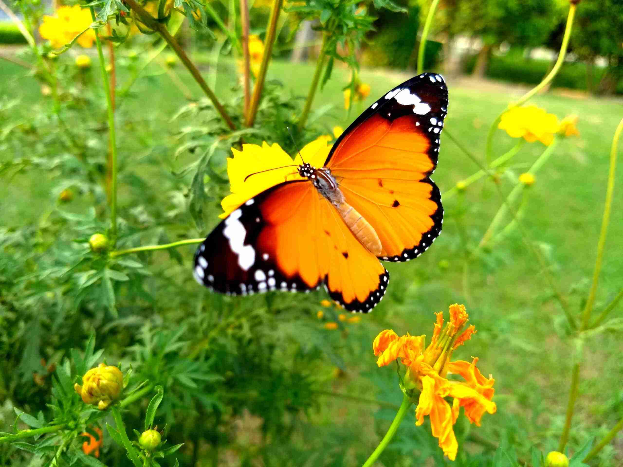 Butterfly Slot Machine gratis