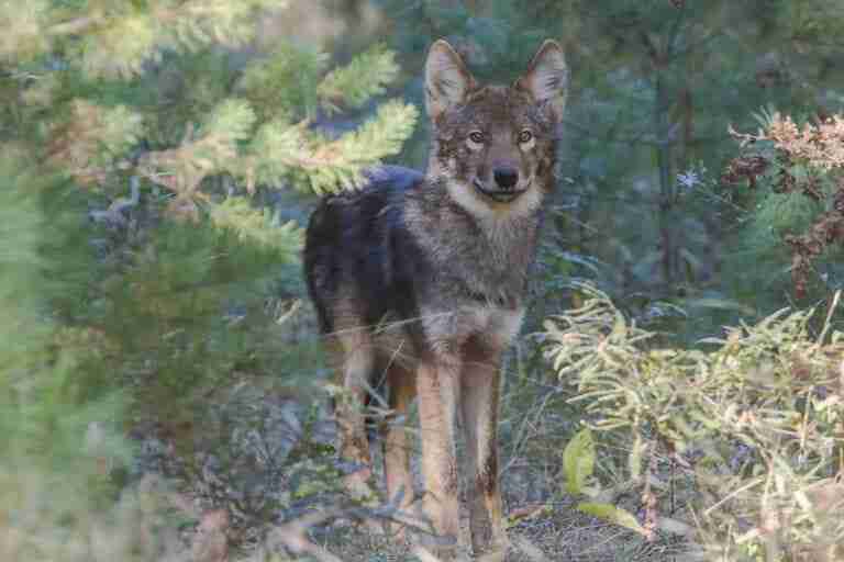 Wolf Gold Slot Machine