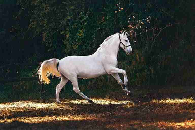 recensione Mustang Gold Slot Machine