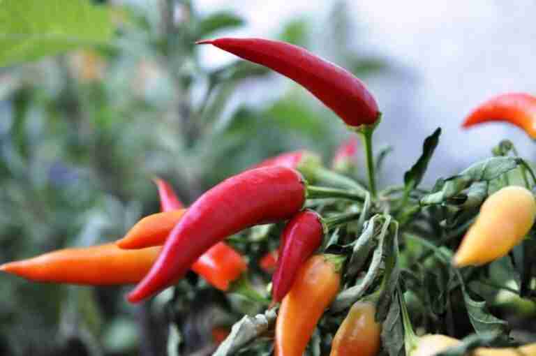 recensione Red Chilli Wins slot machine